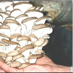 Мицелий грибов вешенка, шиитаке,  шампиньоны и др.