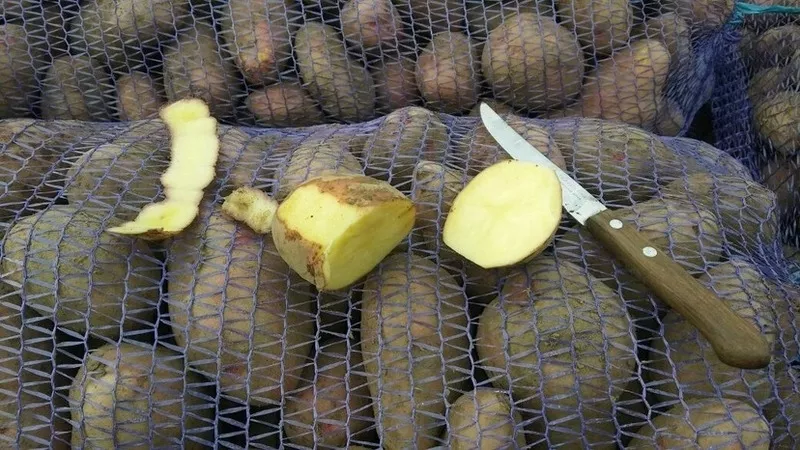 Реализуем картофель сорта Розара и Гала!